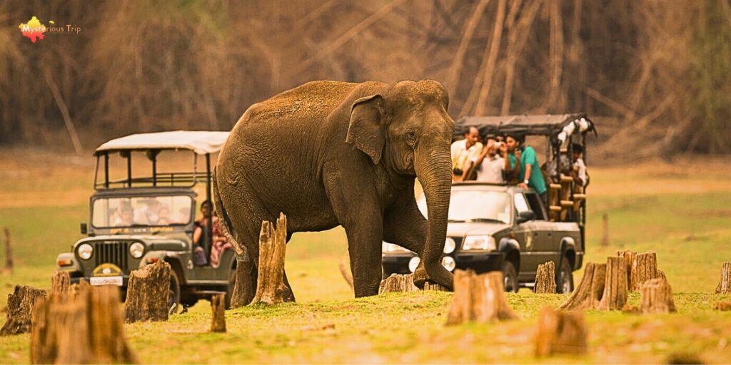 Jungle Safari In Kabini a best place to visit near bangalore for couples