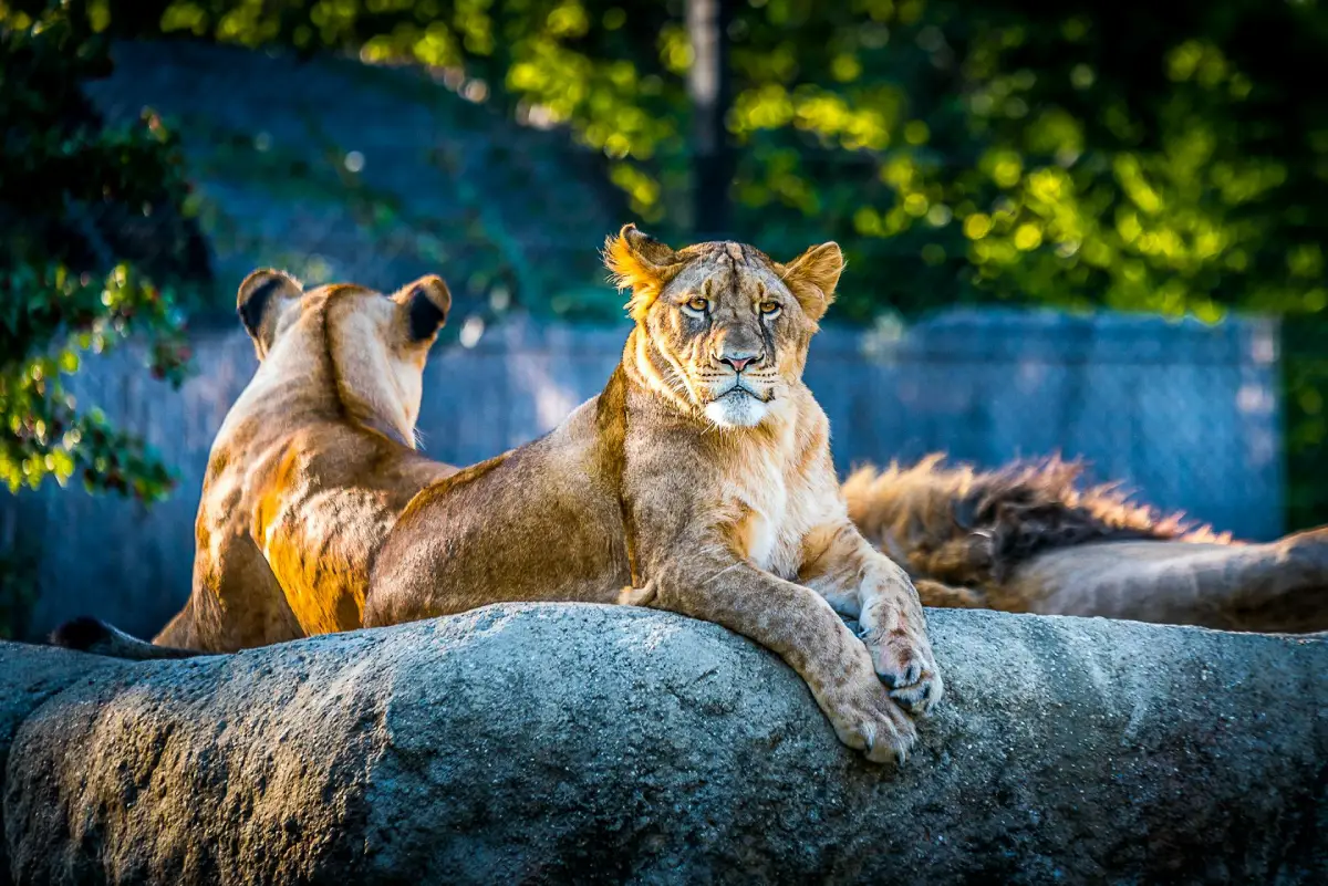 Wonders of Singapore Zoo