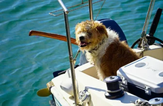 Sailing with Pets