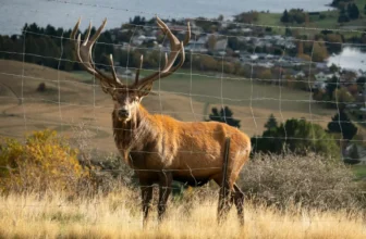 New Zealand Wildlife