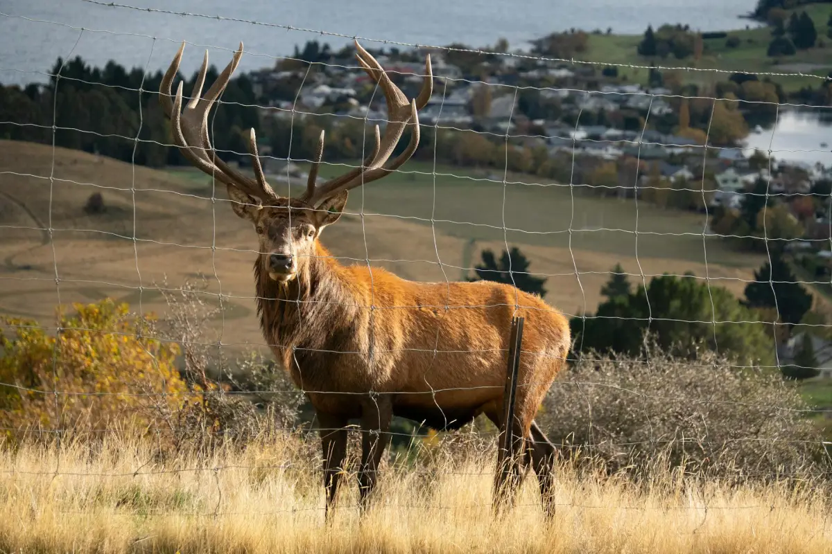 New Zealand Wildlife
